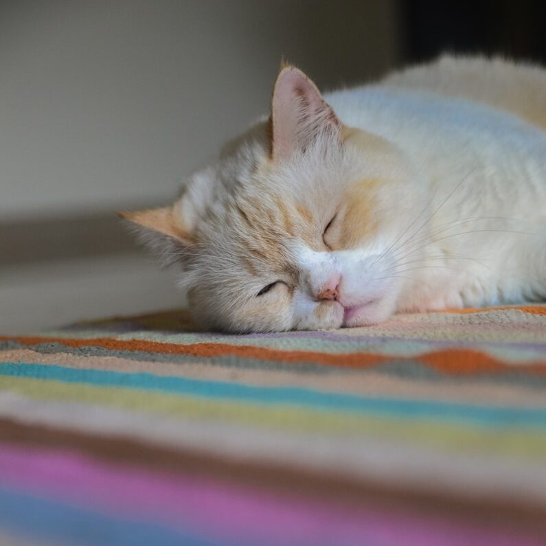 a cat sleeping on a blanket